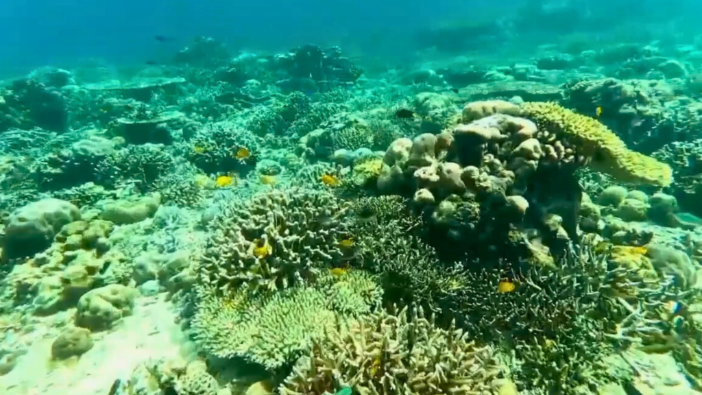 bg paket wisata pulau tabuhan menjangan