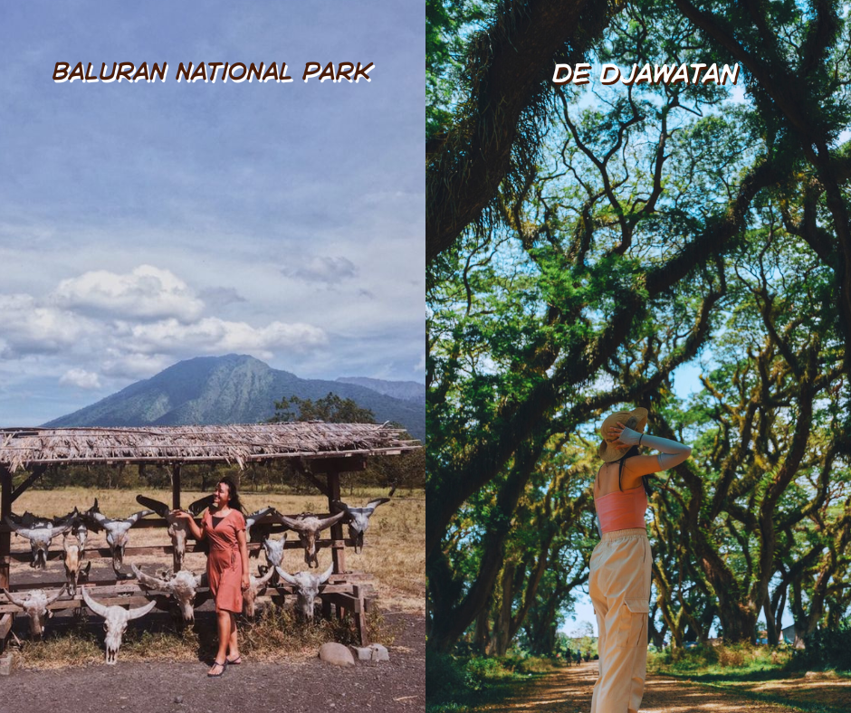 paket wisata banyuwangi 1 hari djawatan baluran