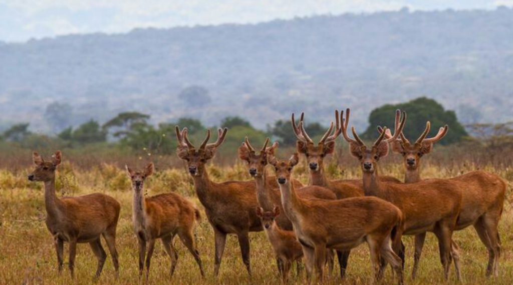 slideshow baluran tour 1 rusa