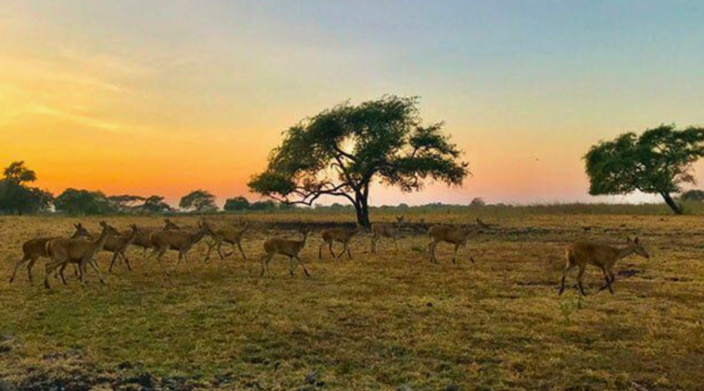 slideshow baluran tour 6 savana