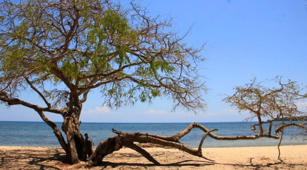 slideshow baluran tour 7 pantai bama