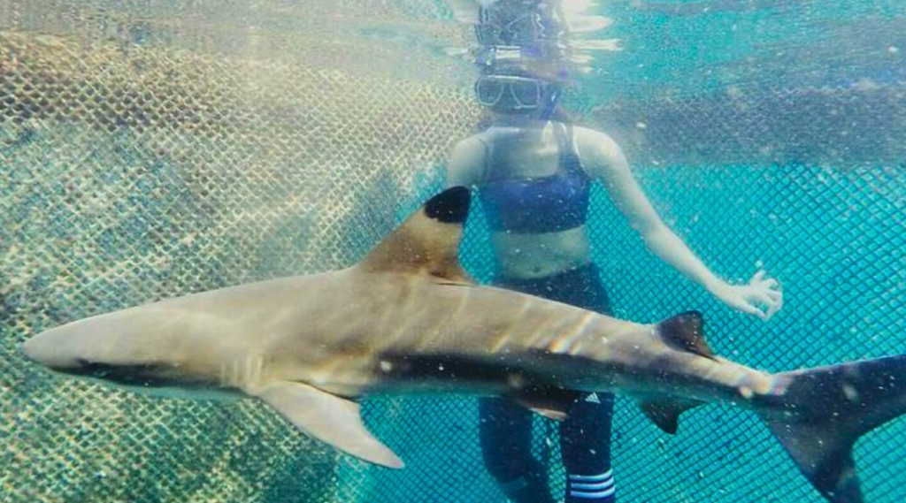 slideshow bangsring underwater 3