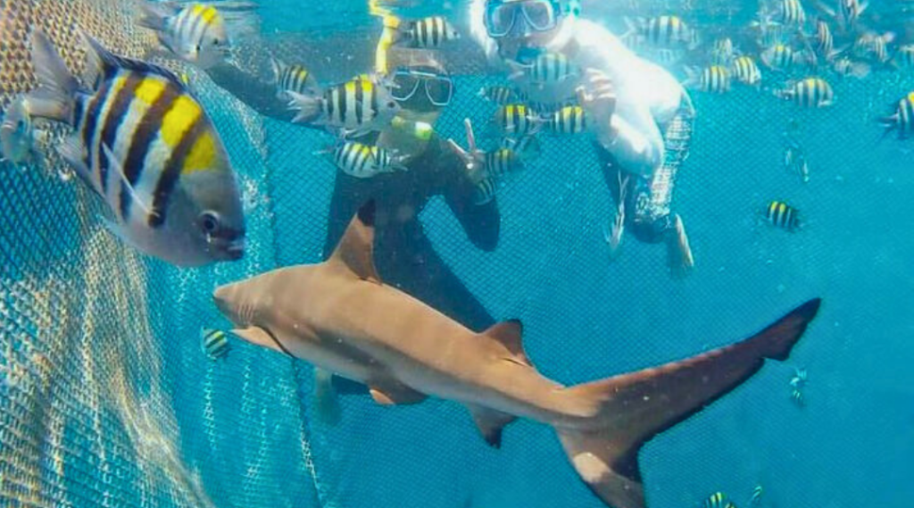 slideshow bangsring underwater tour 2