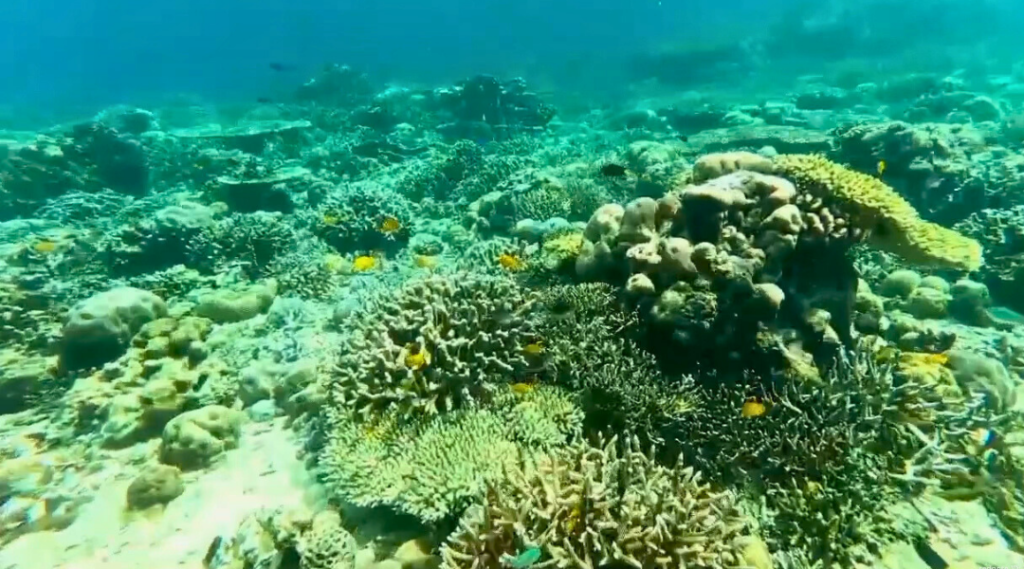 ss pulau tabuhan menjangan 1