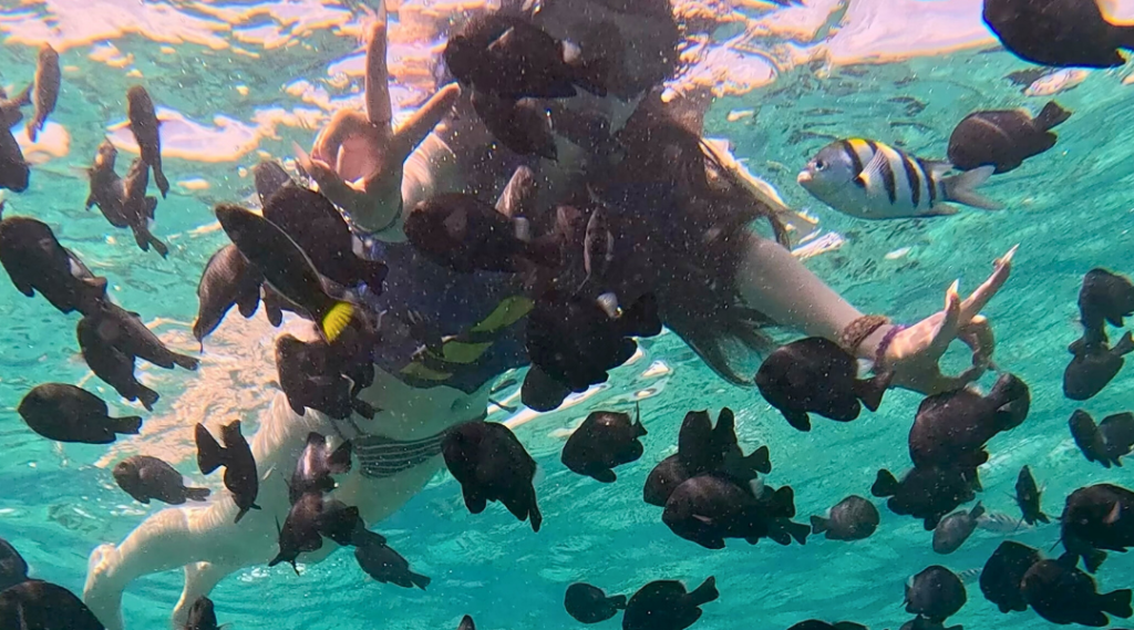 ss pulau tabuhan menjangan 2