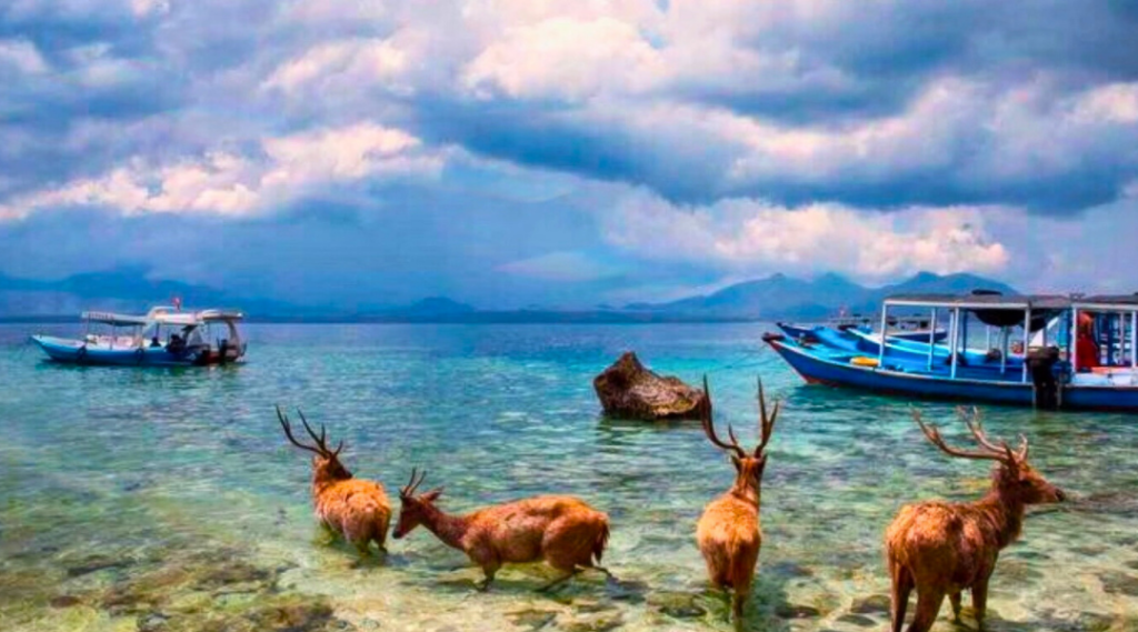ss pulau tabuhan menjangan 4