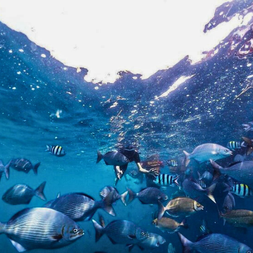 Bangsring Underwater